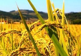 大米拋光機(jī)主要結(jié)構(gòu)特點(diǎn)及其作用以及對設(shè)計的要求